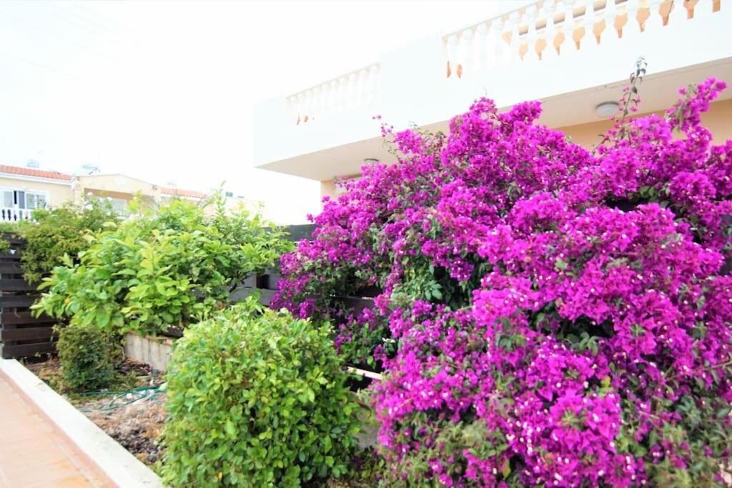 Central Pool-Side 2 Bedroom Apartment In Pafos Zewnętrze zdjęcie